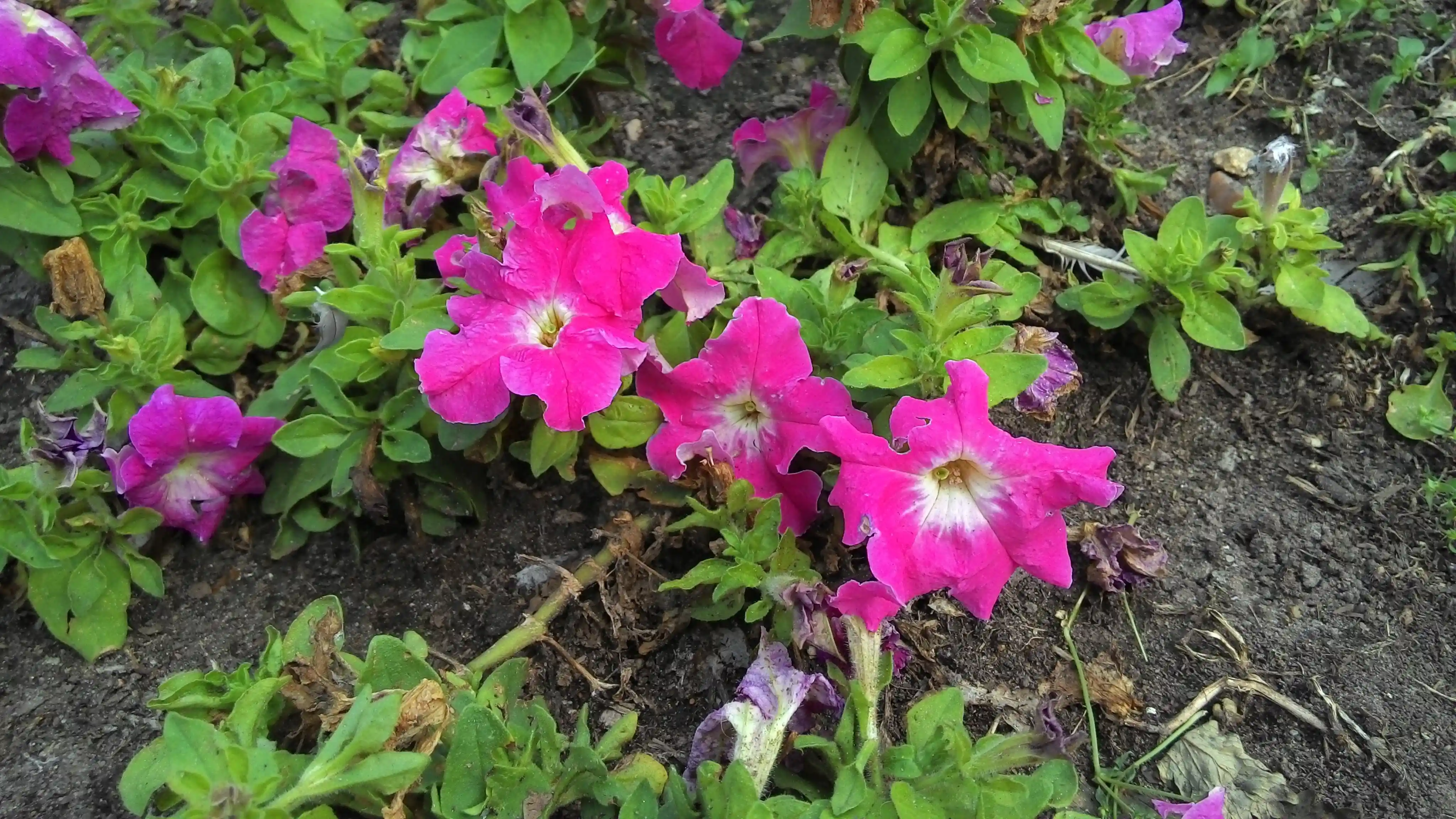 Huawei P Smart ���� � �����, ������� �����. ������ �2